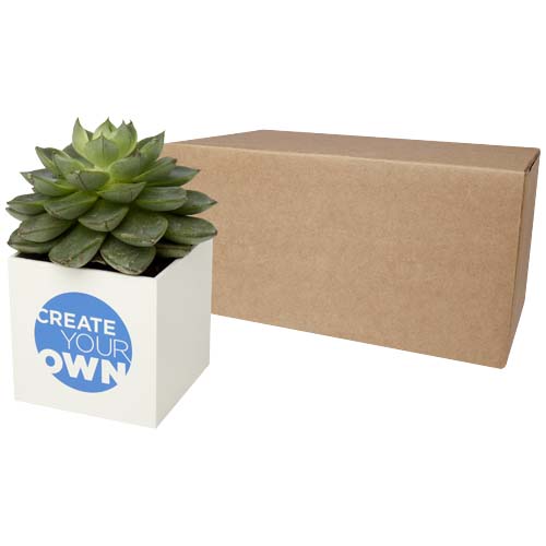 Hey Pots aluminium planted pot - succulent - 1PU006